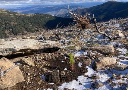 proyecto de restauración forestal de Orzaduero